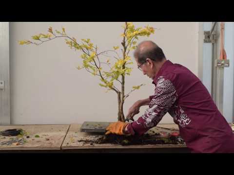 Difficult Bonsai Material? No such thing