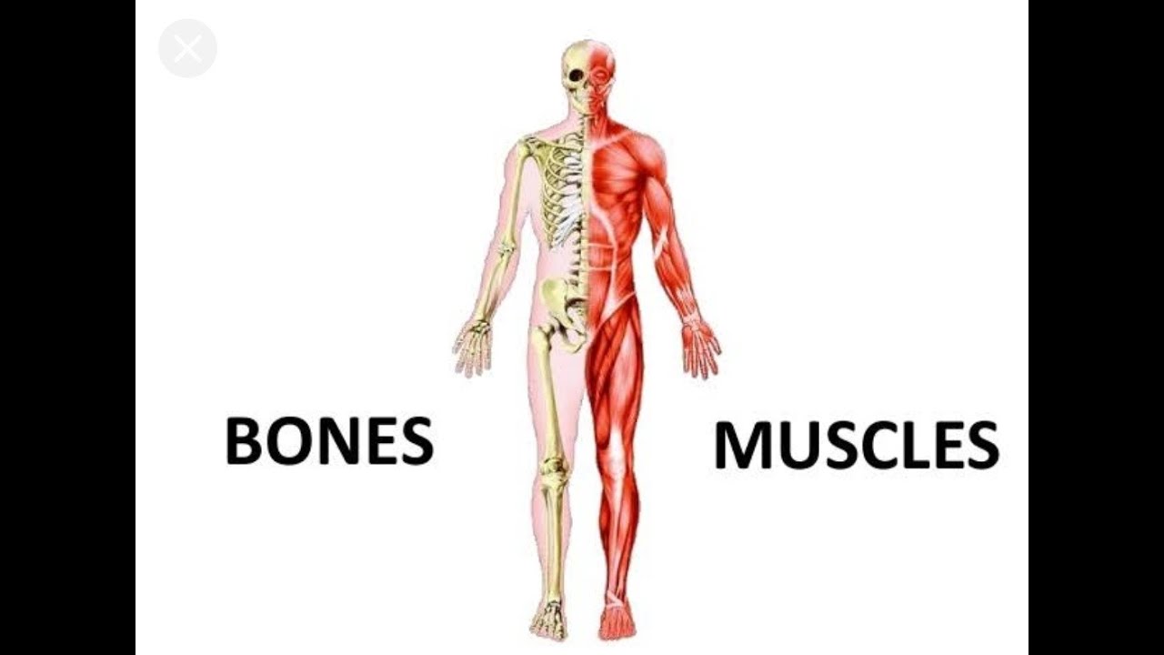 Bones and muscles. Скелет человека с мышцами. Мышечная система человека фон. Мышечная система человека картинка для детей. Хрупкие кости и мышцы.