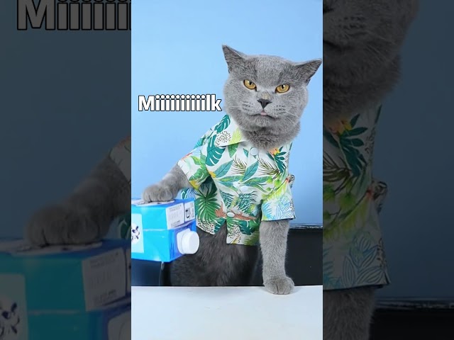 Grim Reaper： DO NOT WASTE Your Food!!👿| Funny Cat TikTok Challenge  #funnycat #catsoftiktok  #shorts class=