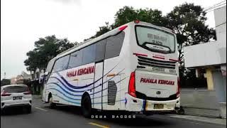 Story'wa Bus Pahala Kencana WHITE BULL