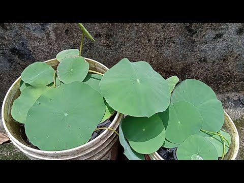 Lotus plant germinated from seed.താമര വിത്തുകളിൽ നിന്നുള്ള താമര ചെടി വളർത്താൻ എളുപ്പമാണ്