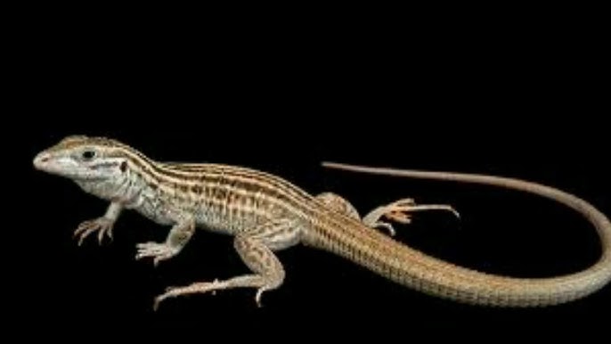 Ottizdan ortiq porno fotosuratlar Retro vintage tukli mushuk porno