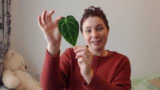 PRESSING YOUR HOUSEPLANT LEAVES // DIY STYLE