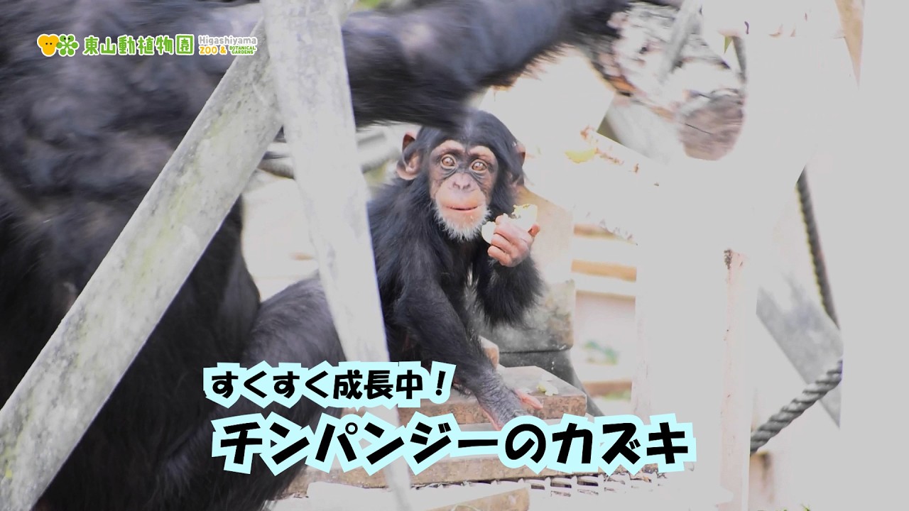 Higashiyama Zoo and Botanical Gardens Official] A day in the life