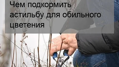 Чем подкормить астильбу для обильного цветения
