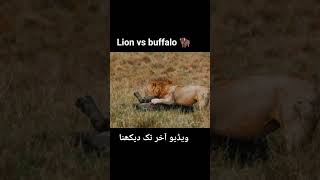 #Lion vs buffalo #youtubeshorts #viral