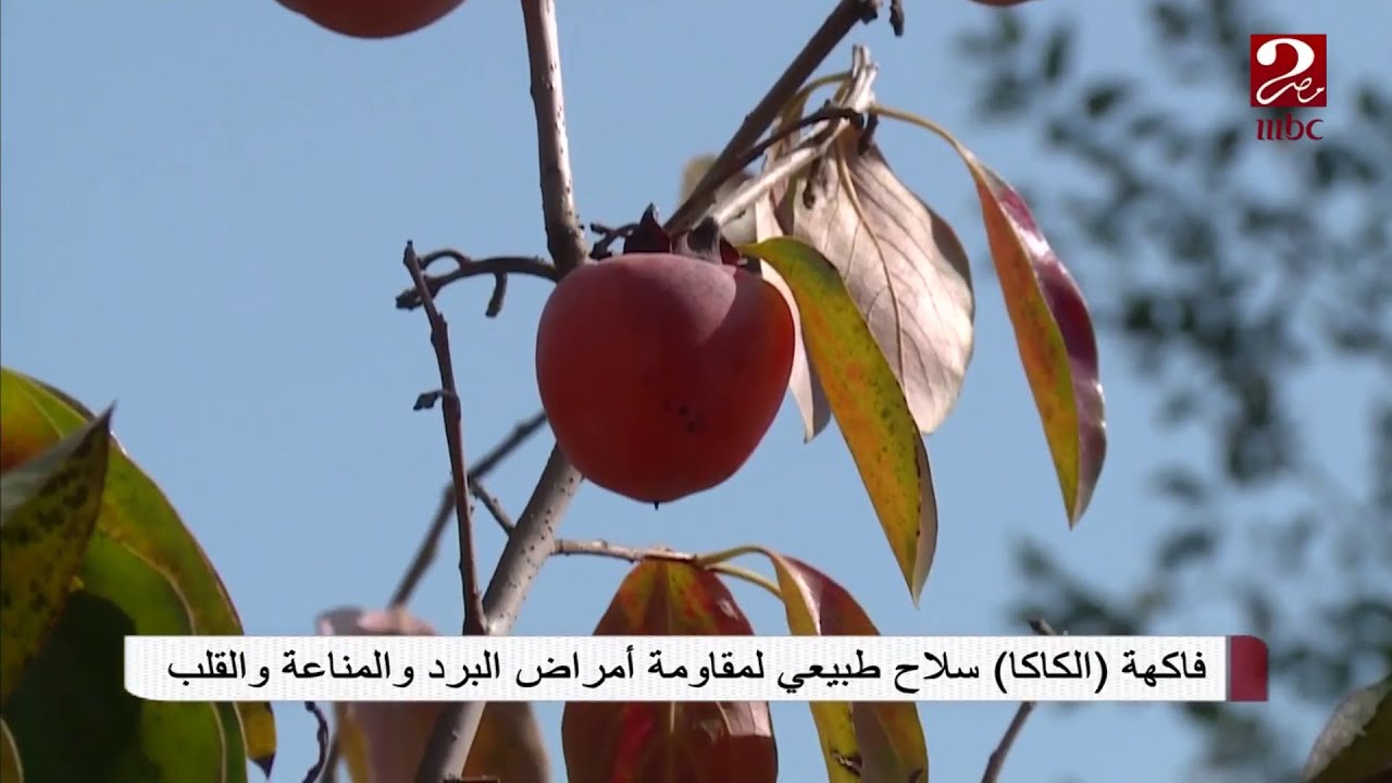 فاكهة (الكاكا) سلاح طبيعي لمقاومة أمراض البرد والمناعة والقلب