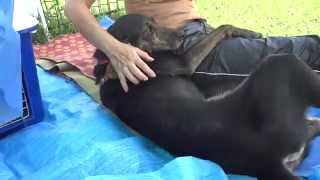 GUNDOG RESCUE CACI プロットMIX(?) メグ・ライアン メグライアン 検索動画42 GUNDOG RESCUE CACI プロットMIX(?) メグ・ライアン メグライアン 検索動画 42