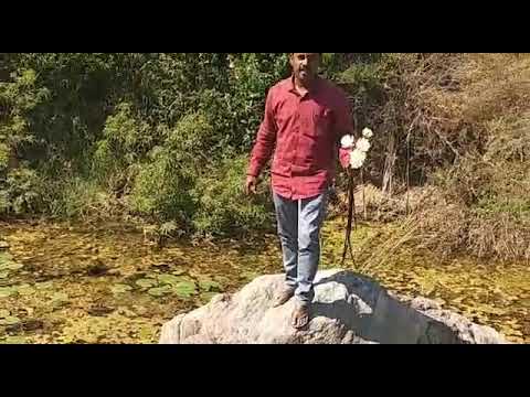 Collecting White Lotus from a Pond #wild_life