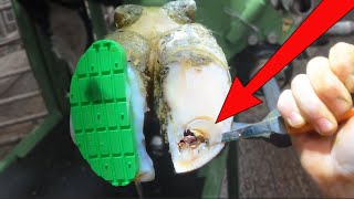 LUMPY PUS CAVITY in HUGE BULL'S foot!