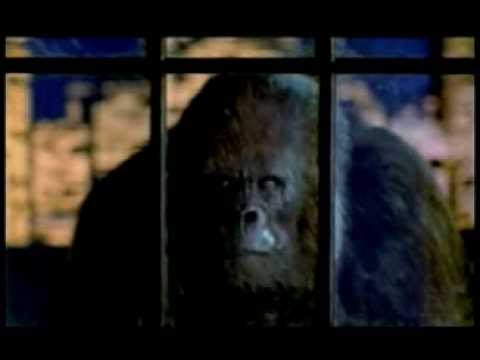 Video: Zijn gorilla-wielsloten goed?