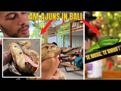 Video: Cum să prind șarpele cu ochi roșii pe poptropica?