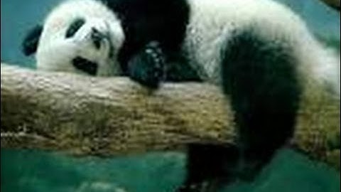 Essential Embodied Tools : Relaxation Exercises