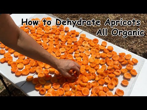 Video: How To Dry Apricots