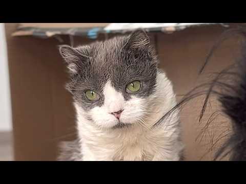 Rare cat is 1 in 100 million