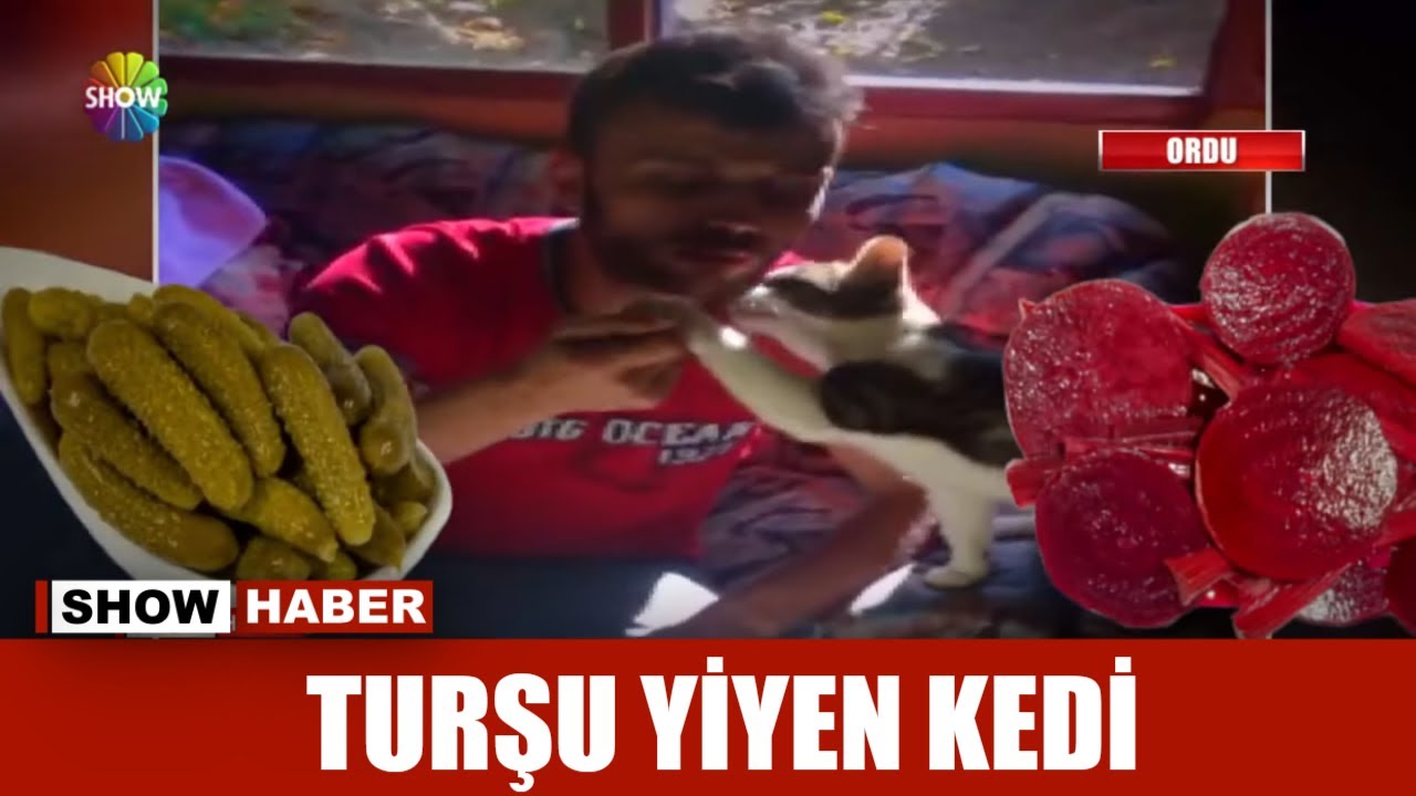 Turşu yiyen kedi! YouTube