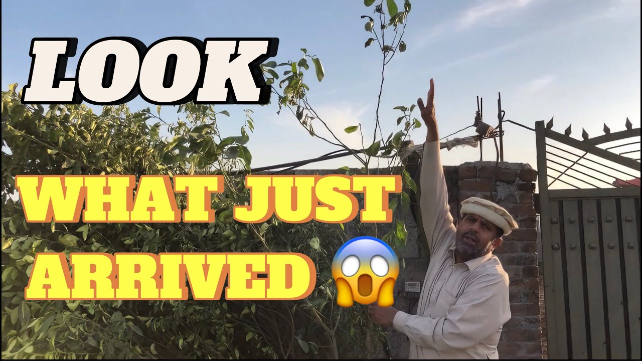 Lemon Tree Has Arrived! | Introduction to Doctor Sahib | Fruit Orchards
