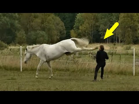 Видео: Удивительные моменты с ЛОШАДЬМИ, снятые на видео!