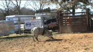 Ron Gil Spittin Image Cow.mpg