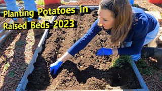 Planting Potatoes in Raised Beds 2023
