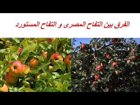 الفرق بين التفاح المصرى و التفاح المستورد