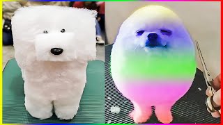 Pomeranian Dogs with Interesting Shapes 😍 Chó Phốc Sóc Mini 🐾 #536