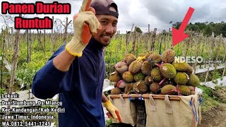 Panen durian masak pohon