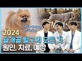 2024 최신 슬개골 탈구의 모든 것! [바르다 개선생]