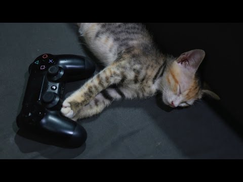 Video: Cara Membuat Kucing Anda Bahagia