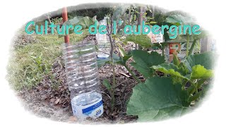 Culture des aubergines - Monjardindansleslandes