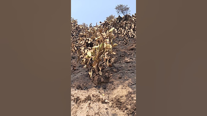 هكذا اصبحت اشجار التين الشوكي في تيزي وزو بعد الحرائق التي طالتها.