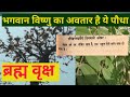 What is brahma vriksha brahma tree what is the brahma tree like where is brahma tree found