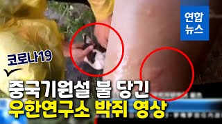 맨손으로 박쥐를…中우한연구소 영상, 발원지 의혹 재점화 / 연합뉴스 (Yonhapnews)