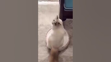 Lazy cat funny video #shorts