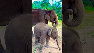 Download Lagu Elephant Bonds: A Mother’s Walk in Chiang Mai 🐘❤️ #elephant #shorts MP3 Download Lagu Elephant Bonds: A Mother’s Walk in Chiang Mai 🐘❤️ #elephant #shorts MP3