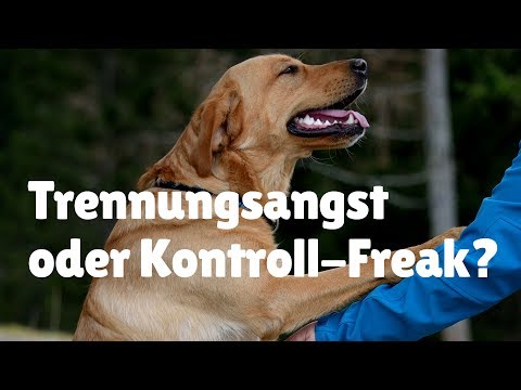 Video: Ist Trennungsangst Teil der Zwangsstörung bei Hunden?