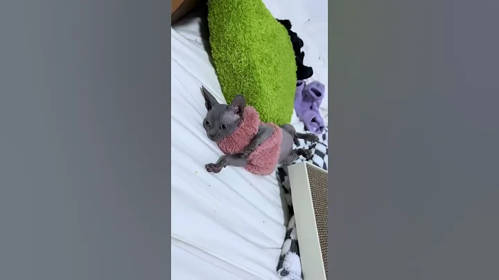 Watch the video about Baby Sphynx being silly #cat #kitten #sphynx #hairlesscats #sphynxcats #sphynxismyworld #kitty #fyp