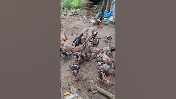 cho gà nhà ăn. pub qaib