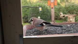 Szajkók ablaketetőn / Eurasian Jays at window bird feeder hide, Budapest (2014.10.31)