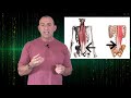 Brignole Muscle Mechanics - Exercising the "Lower Back"