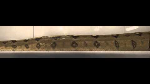 Rectilinear Motion of snake