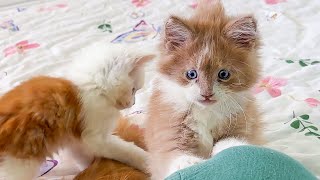MAINE COON KITTENS PLAY IN THE MORNING / Repairs price after raccoons