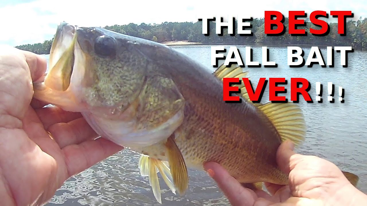 I’ve Caught HUNDREDS Of Bass With This Lure!!!!