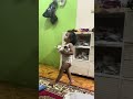 Cat lover's