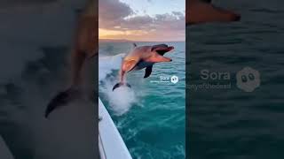 🐬Dolphins Are Majestic Creatures! 🐬 #ai