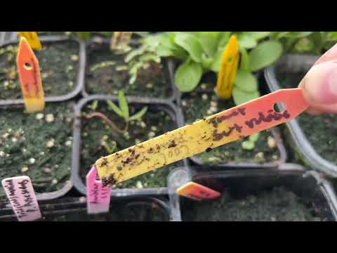 Video: När ska man dyka äggplantor efter groning 2022
