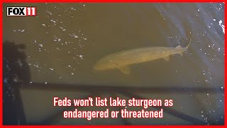 Federal wildlife officials say lake sturgeon will not be listed as endangered or threatened by WLUK-TV FOX 11 89 views 2 days ago 9 minutes, 7 seconds