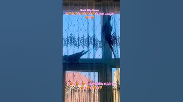 تلاوه خاشعه من الذكر الحكيم #اكسبلور #parrotparrot #foryou #parrot #birds #cutebird #طيور