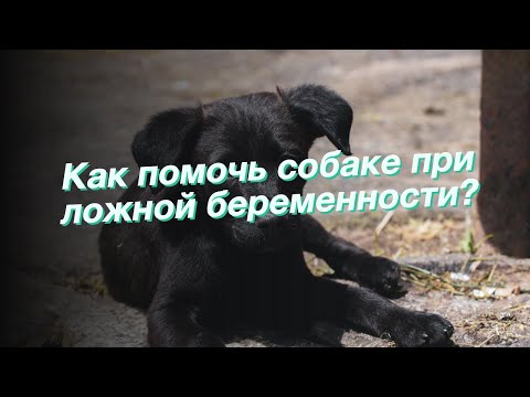 Как помочь собаке при ложной беременности?