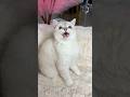 cat claw reacts